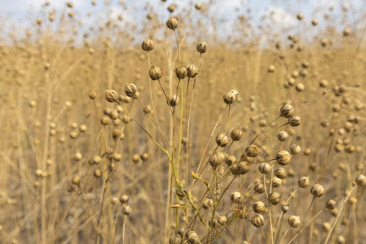 stems of flax