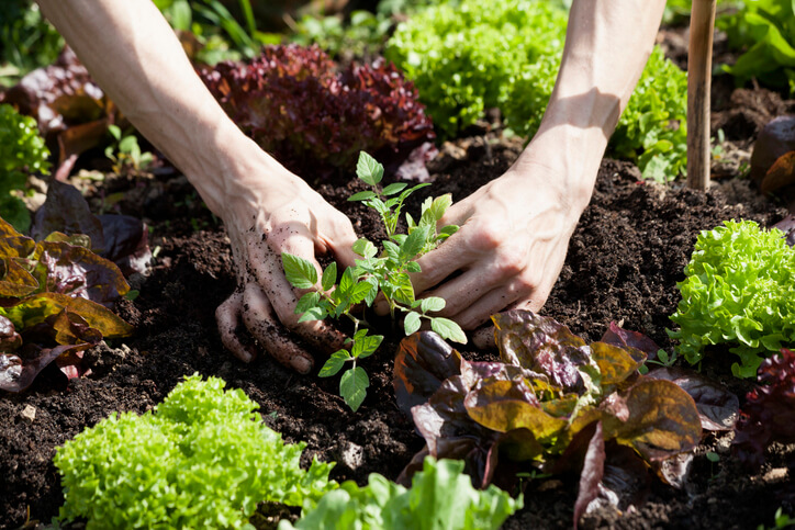 Caring for plants in healthy soil