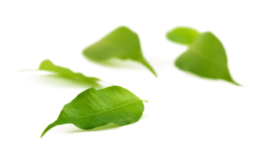 Assortment of fresh leaves