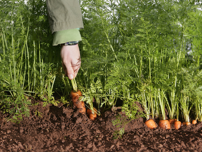 Pulling Carrots